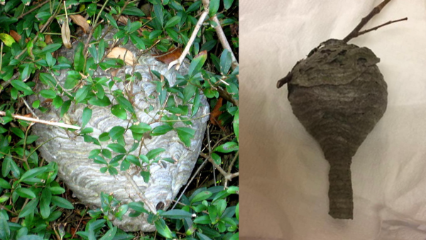 Composite image showing cone shaped grey nest in hedge with a small entrance hold at the base (left) and a smaller round grey nest attached to a branch (right). This nest has a long tubular entrance hole coming off the base