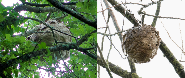 Composite image showing round grey Asian hornet nests in a tree with green leaves (left) and suspended from bare branches (right)