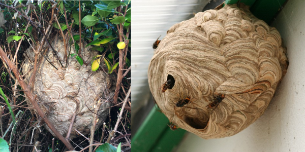 Composite image showing round grey / beige Asian hornet nests in a hedge with branches growing through it (left) and under the roof in a building (right)